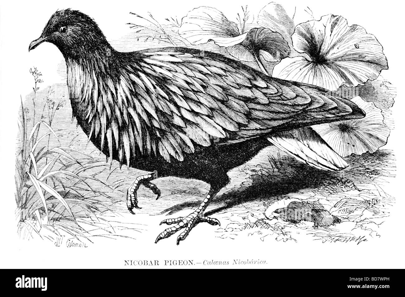 Caloenas nicobarica pigeon nicobar Banque D'Images