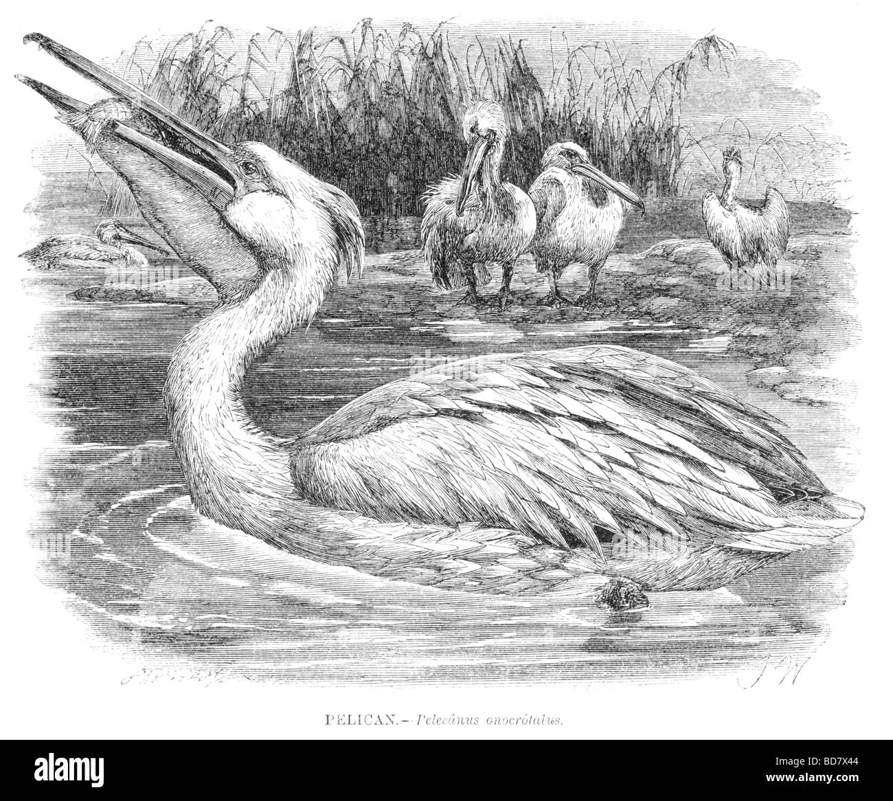 Pelican Pelecanus onocrotalus Banque D'Images