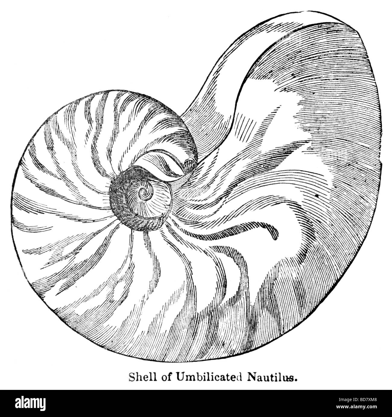 Nautilus shell de umbilicated Banque D'Images