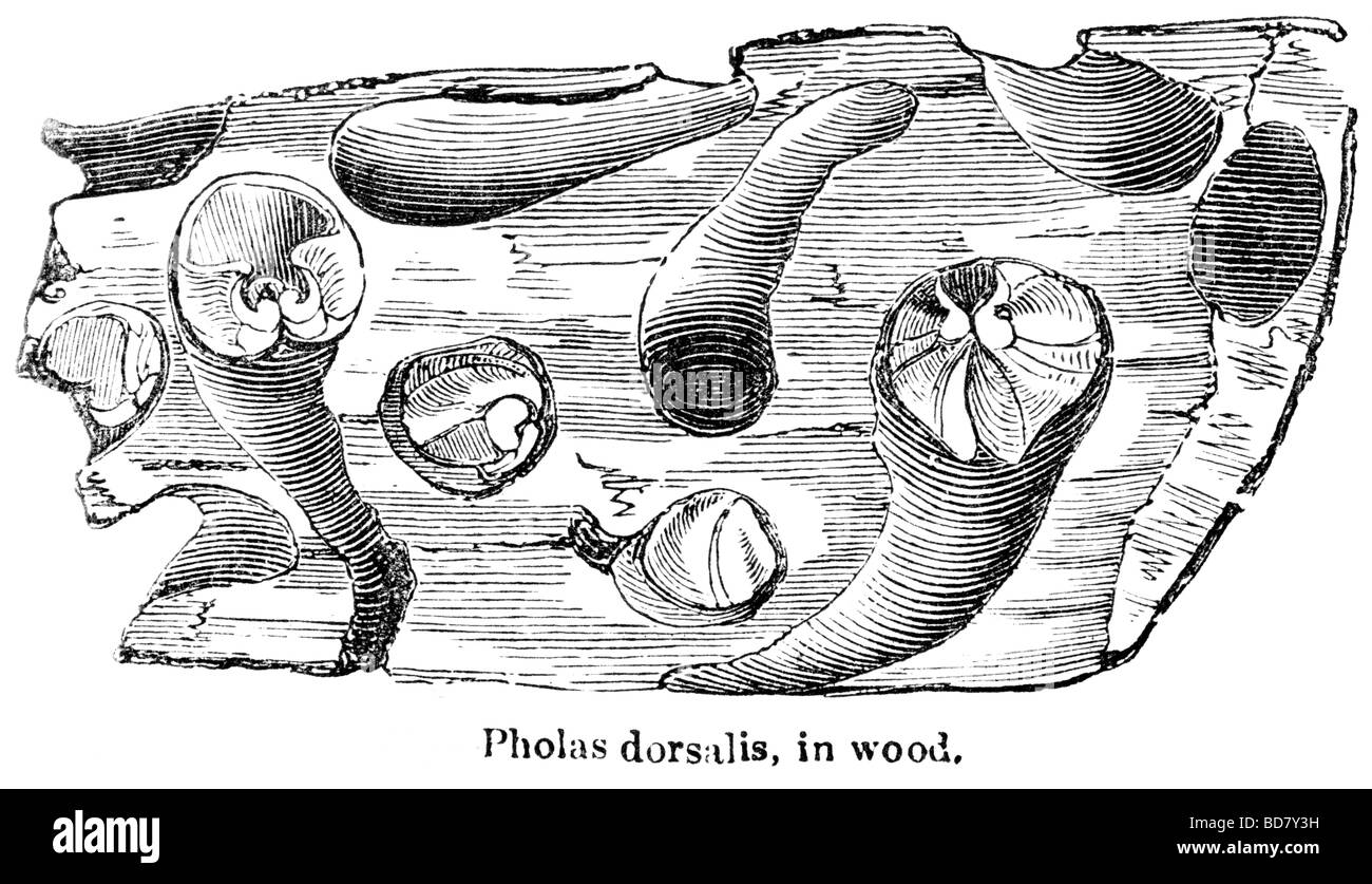 Pholas dorsalis dans le bois Banque D'Images