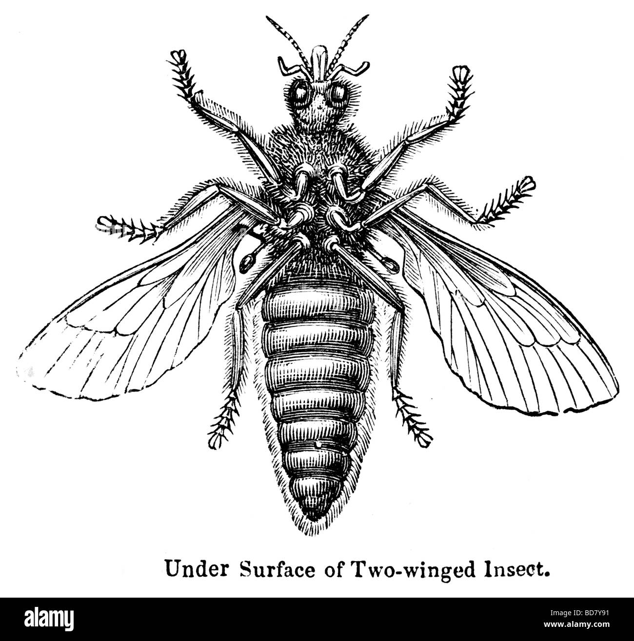 Sous la surface de deux insectes ailés Photo Stock Alamy