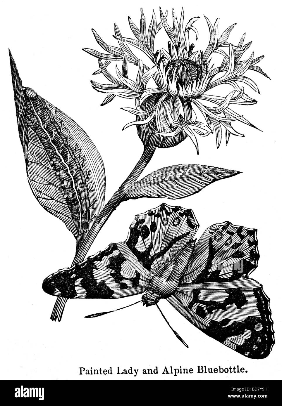 La belle dame et alpine bleue Banque D'Images