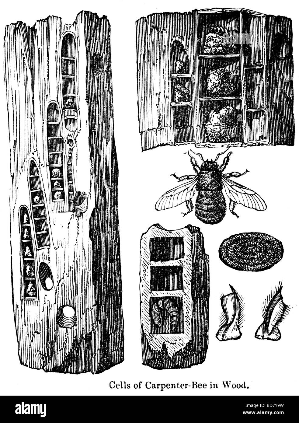 Les cellules d'abeille charpentière en bois Banque D'Images