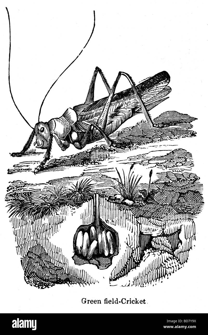 Grillon vert Banque D'Images