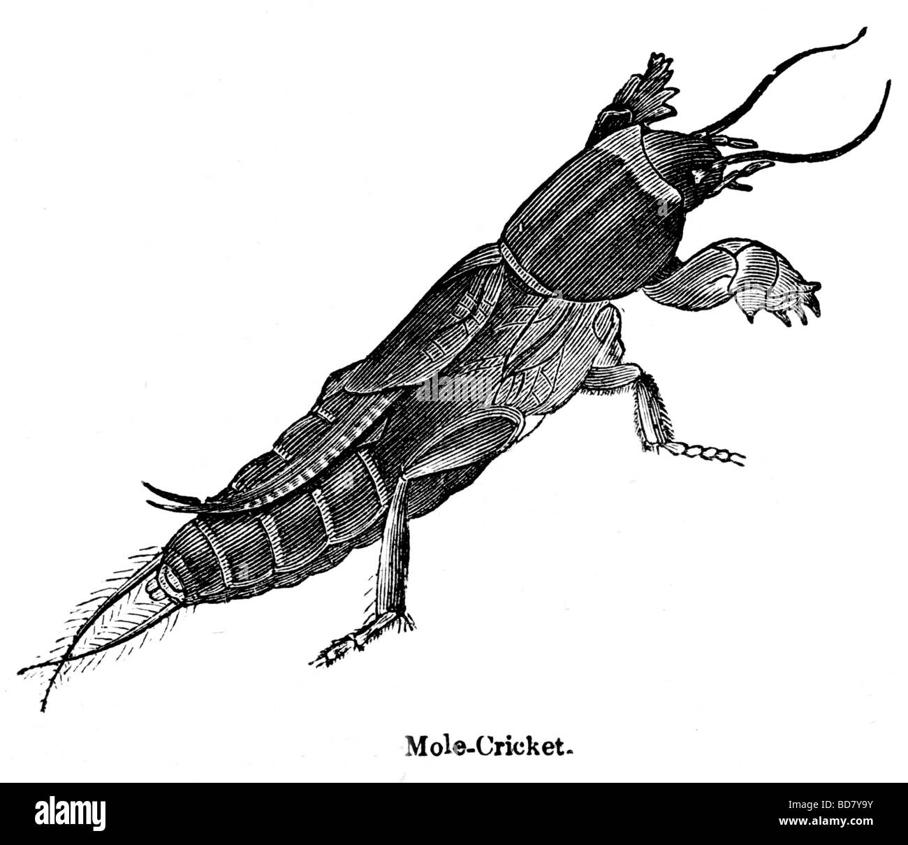 Gryllotalpa gryllotalpa dessin Banque de photographies et d’images à ...