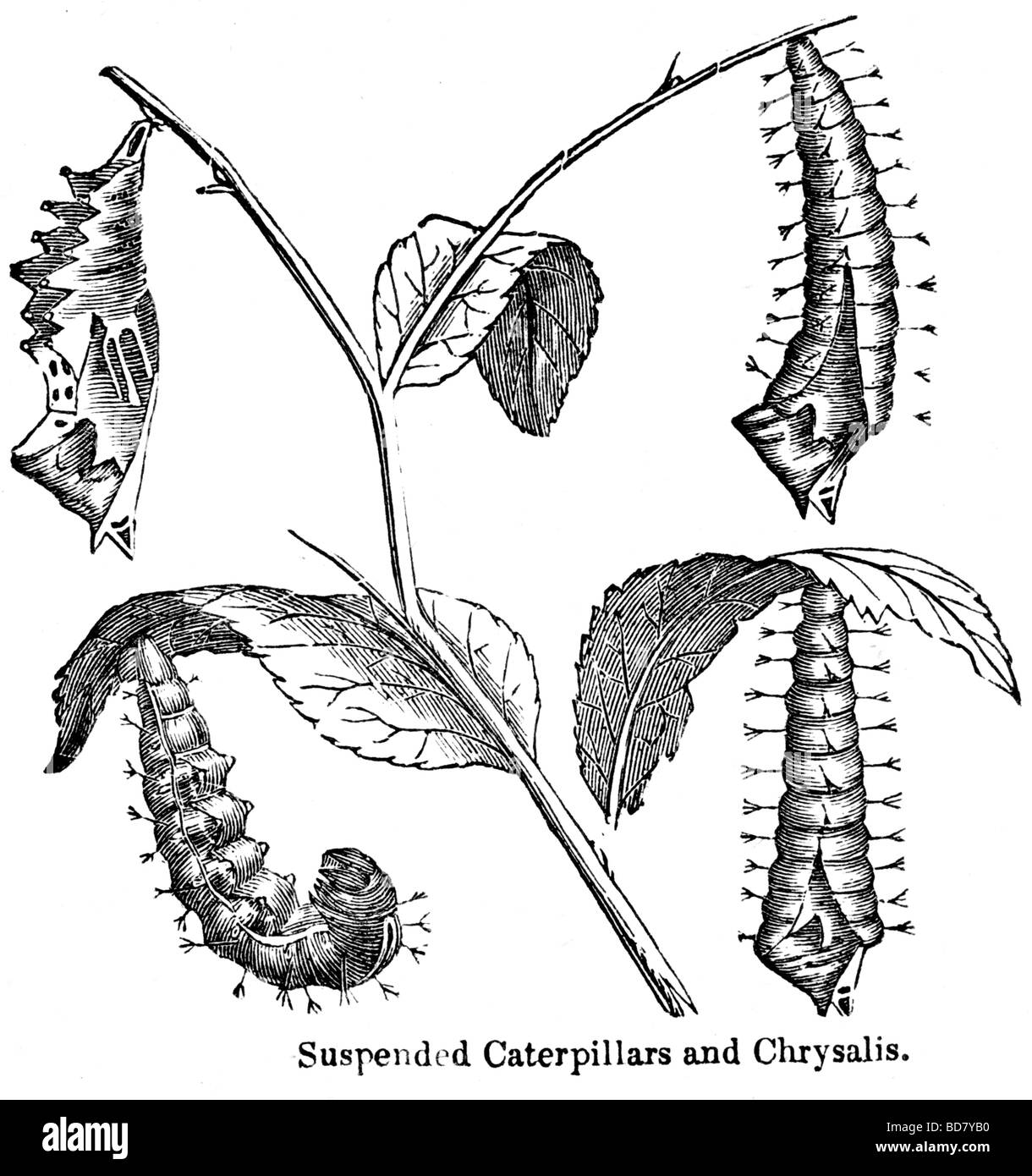 Les chenilles Caterpillar chrysalis et suspendu Banque D'Images