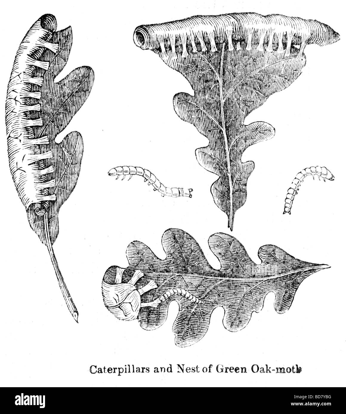 Nid de chenilles et de papillons en chêne vert Banque D'Images