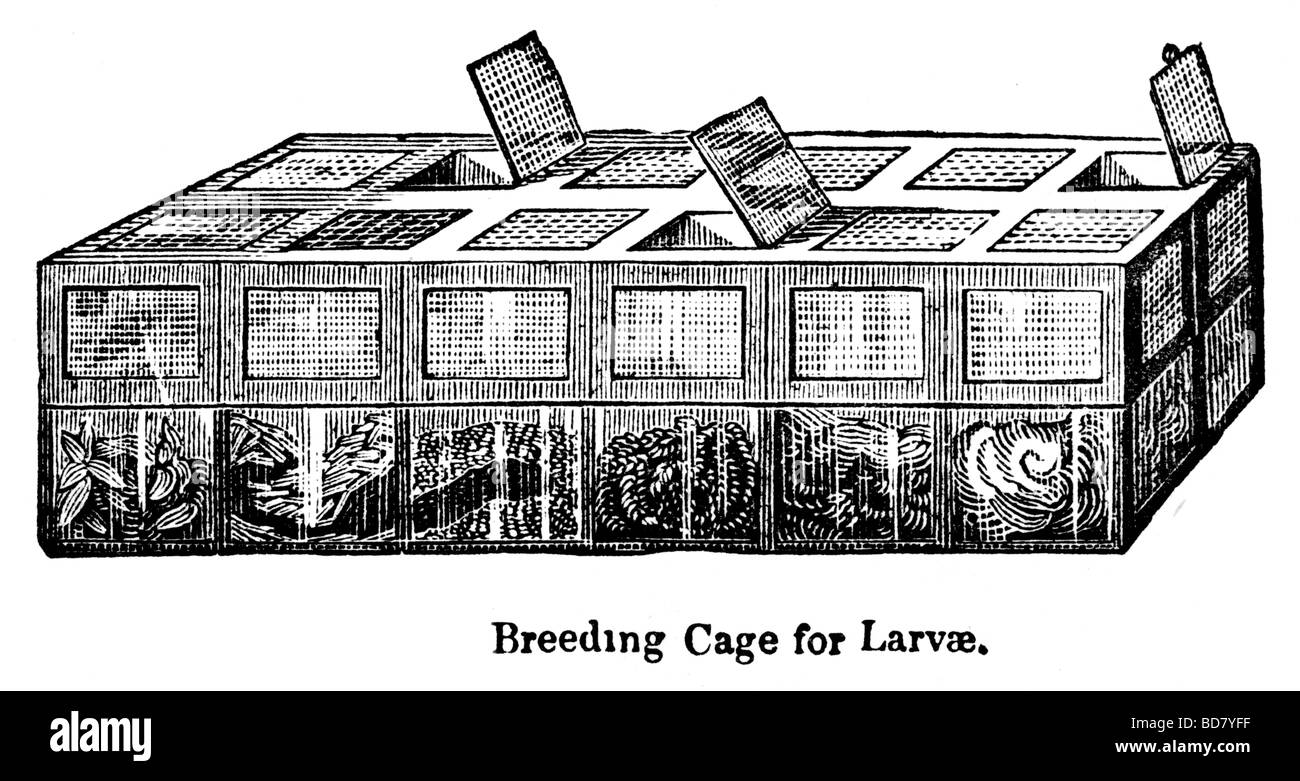 Cage d'élevage des larves Banque D'Images