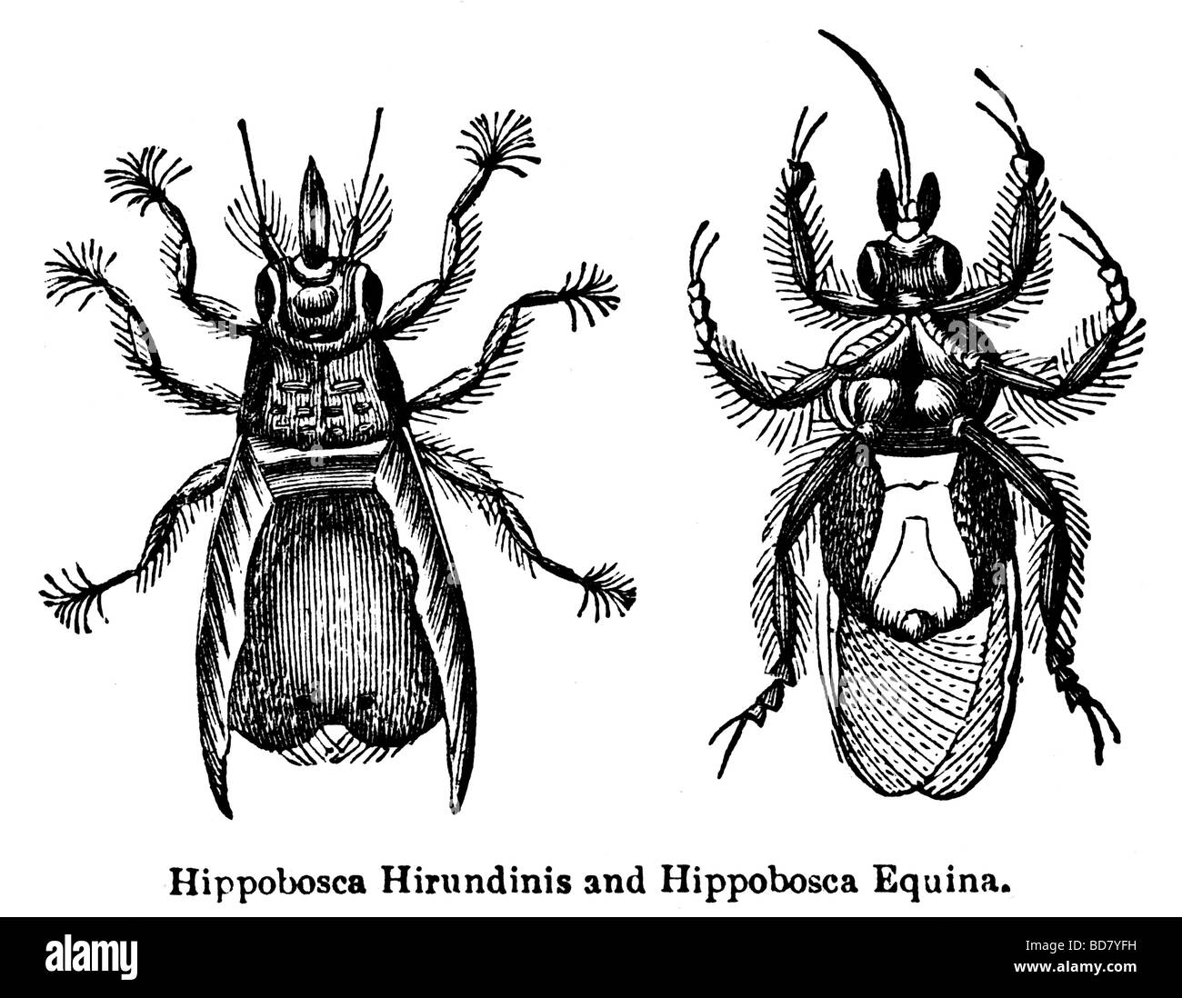 Hippobosca hippobosca equina et hirundinis Banque D'Images
