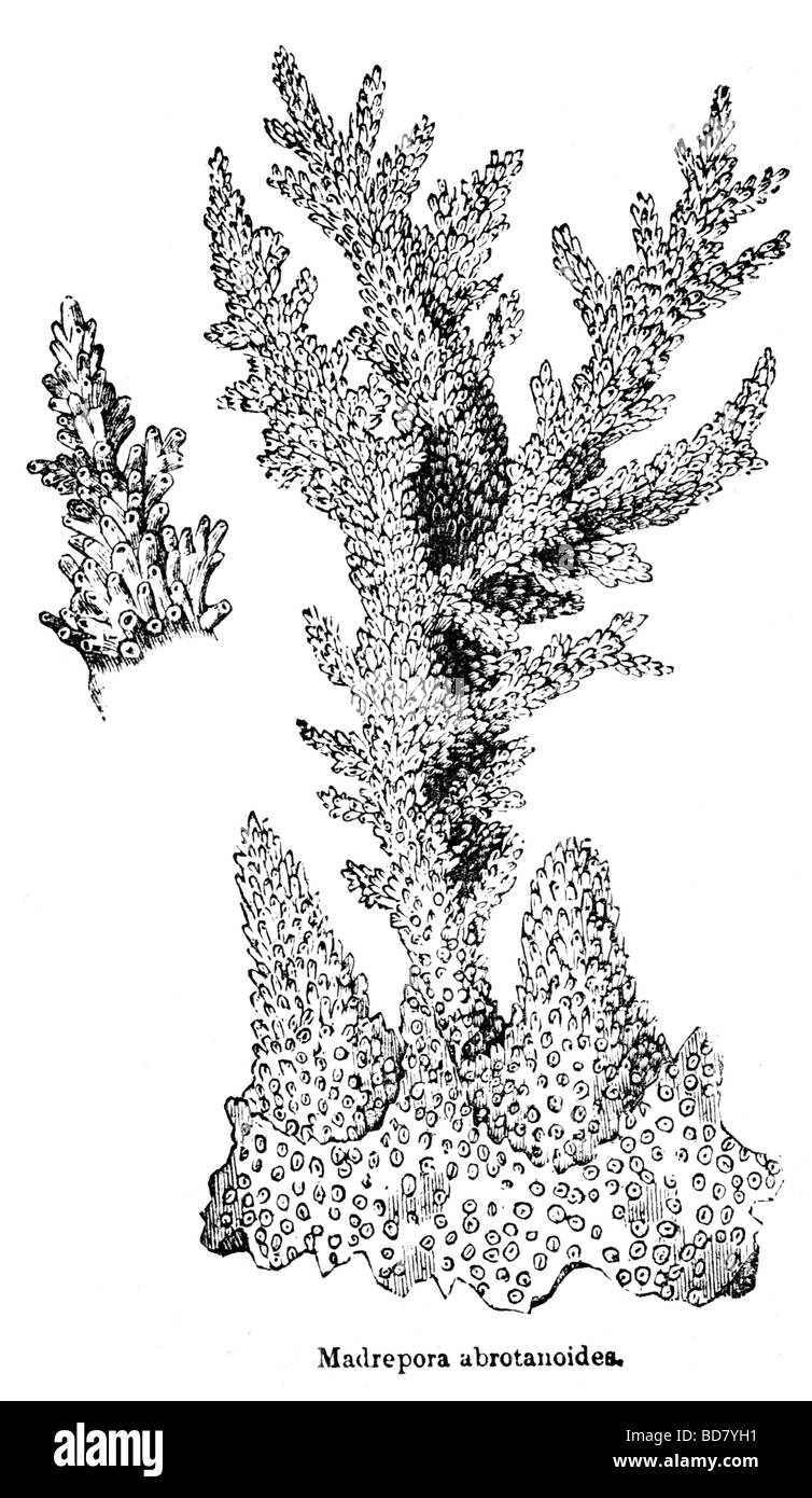 Madrepora abrotanoides coraux coraux Banque D'Images