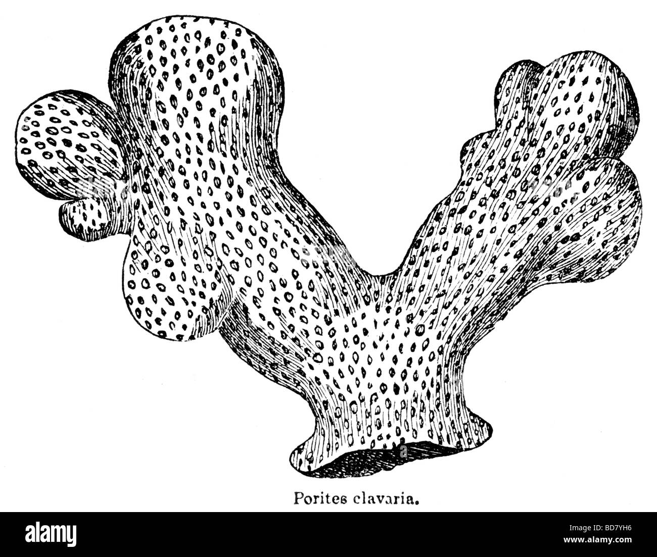 Coraux coraux porites clavaria Banque D'Images