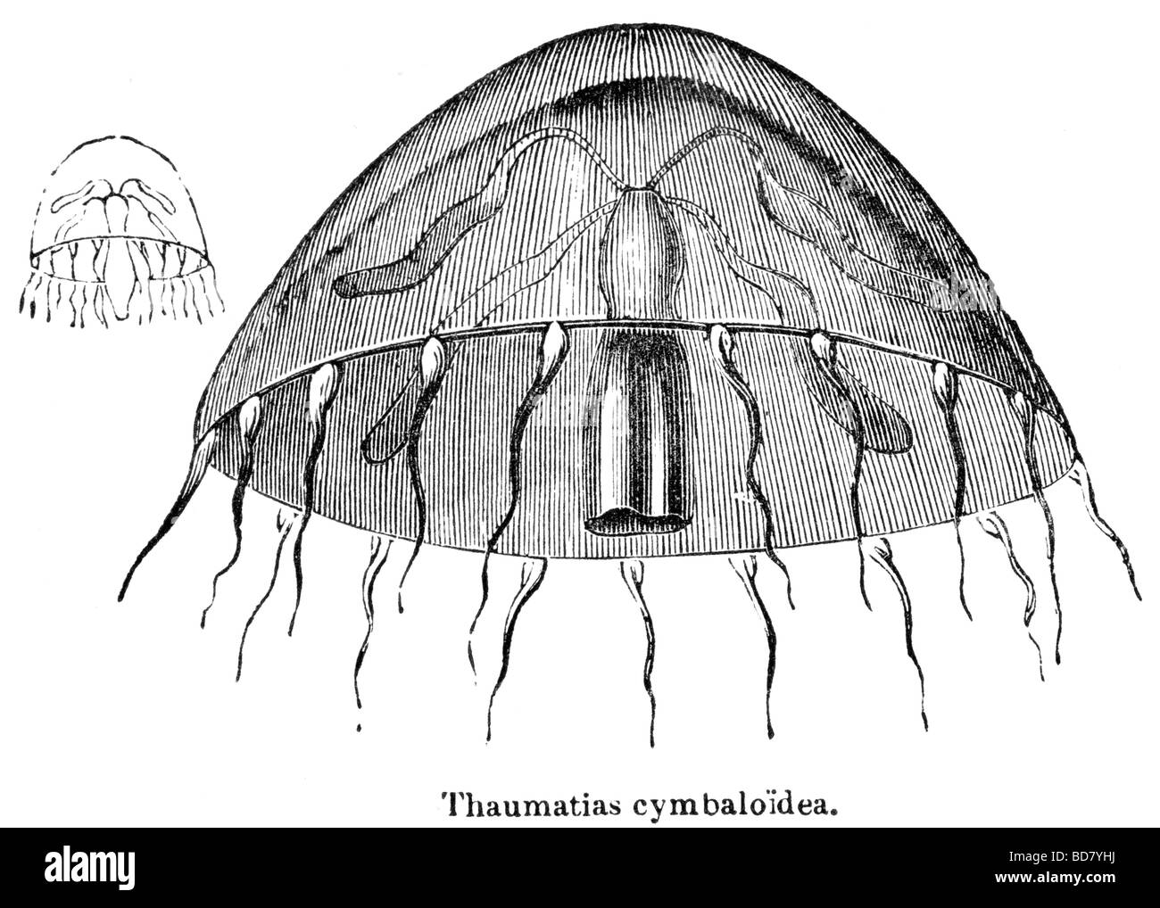 Thaumatias cymbaloidea les méduses Banque D'Images