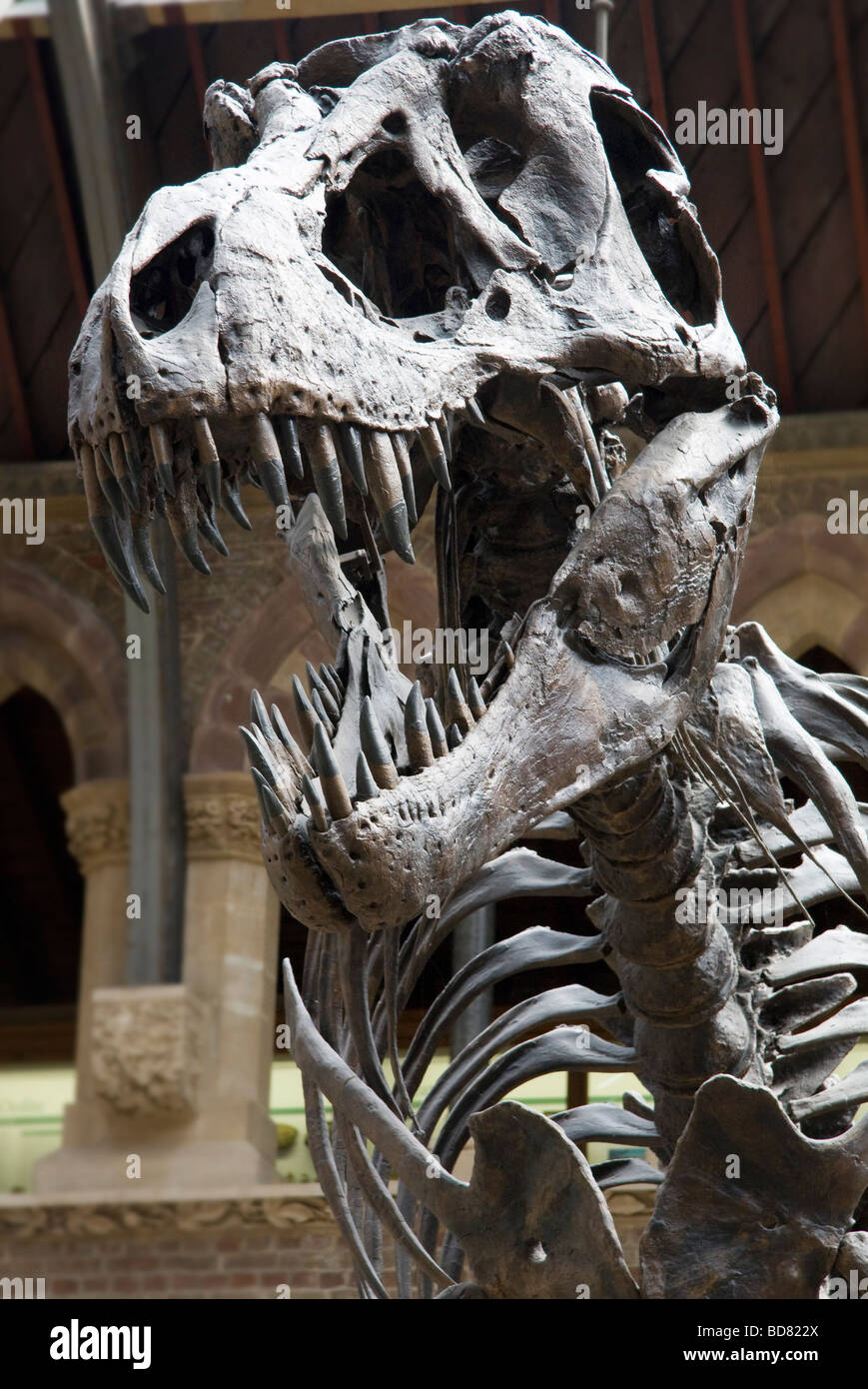 T.Rex à Pitt Rivers Museum Oxford Banque D'Images