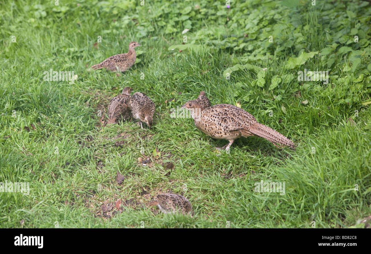 L'alimentation des poussins faisan sauvage dans le jardin d'oxford Banque D'Images