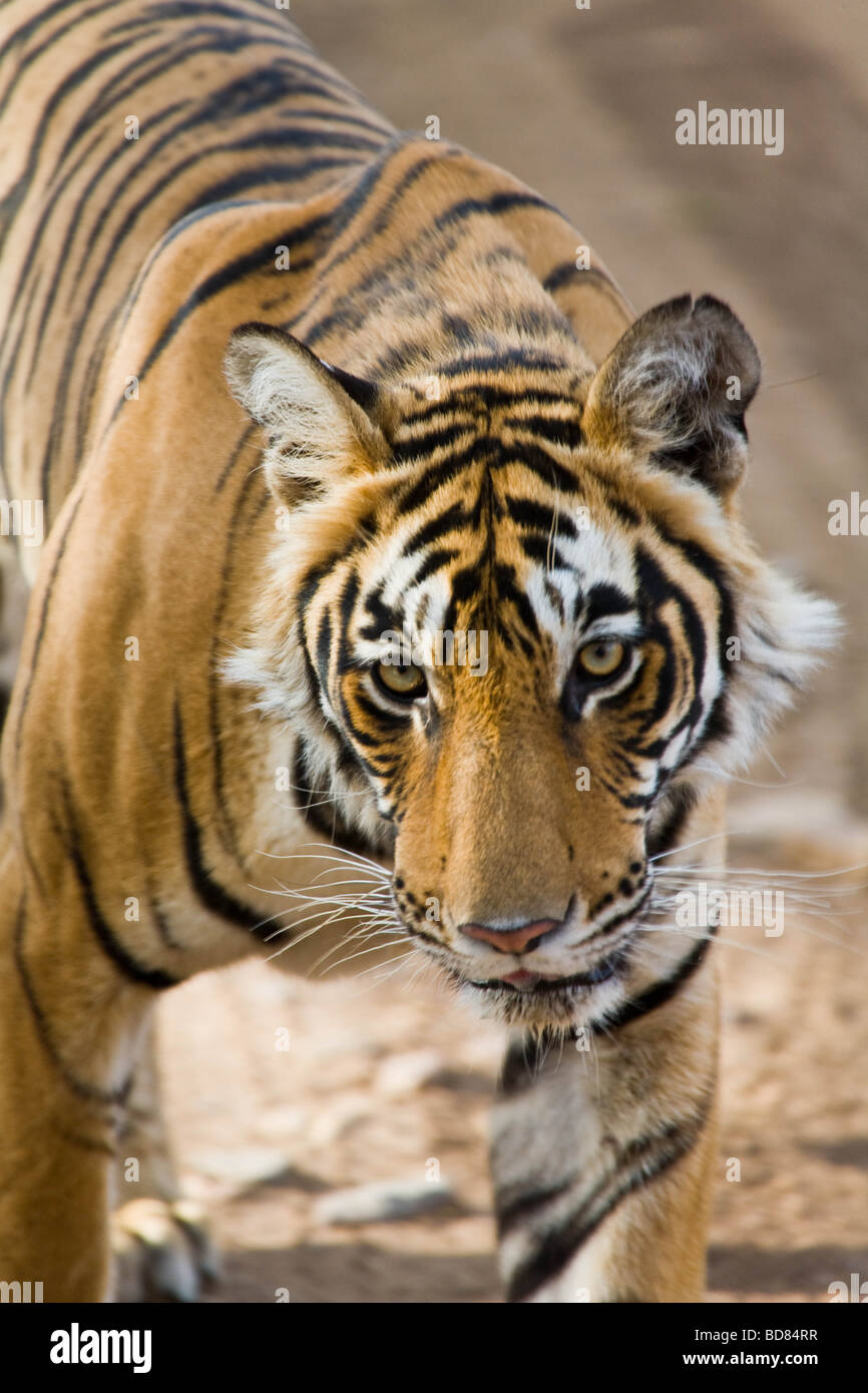 Près d'un tigre mâle dans le parc de Ranthambore, en Inde Banque D'Images