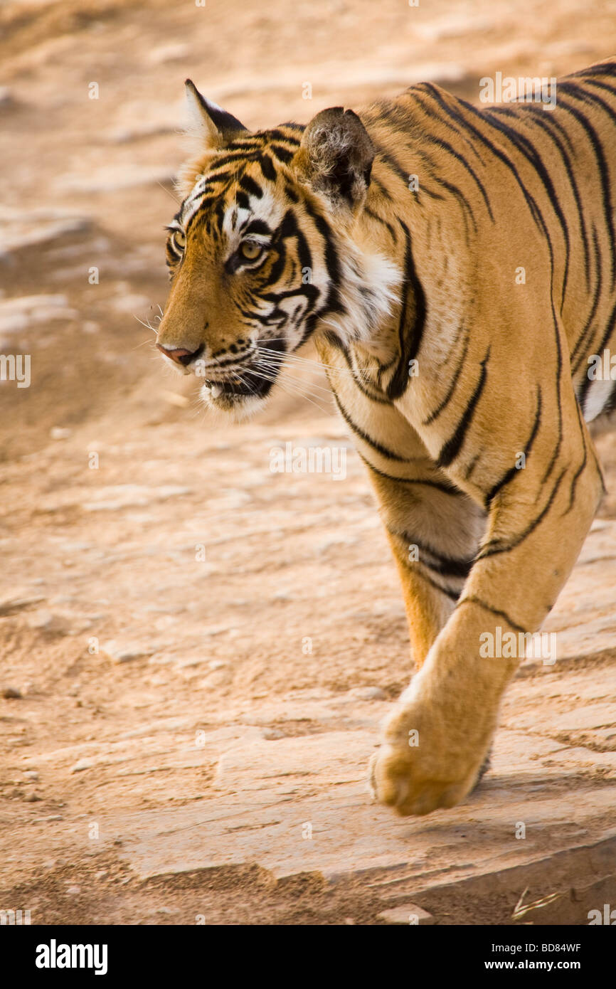 Un jeune homme tiger walking down un tracé dans le parc de Ranthambore, Rajasthan, Inde Banque D'Images