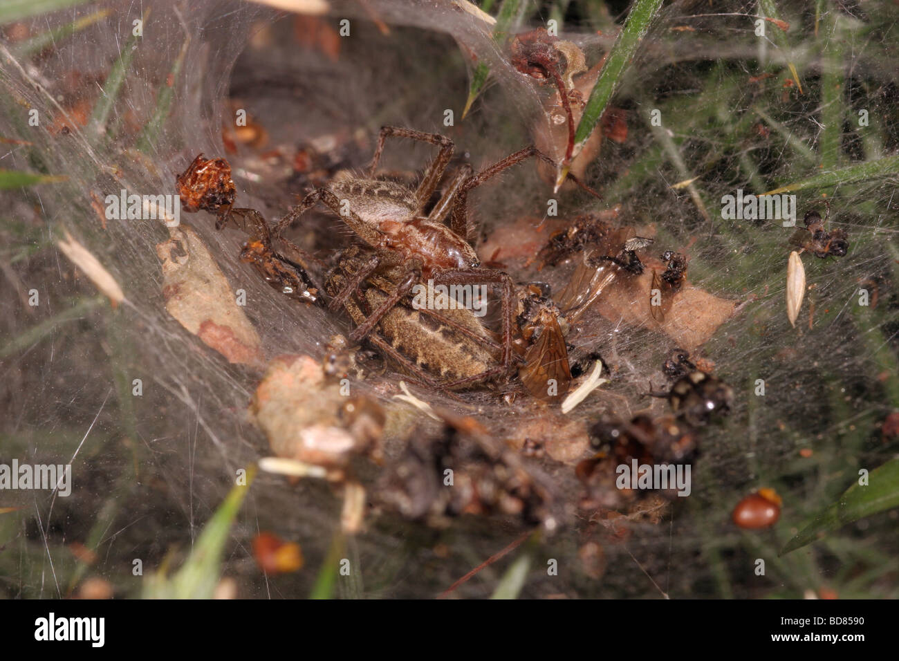 Agelena labyrinthica prairie funnel weaver Agelenidae avec l'homologue mâle femelle comateux à l'entrée de son repaire UK Banque D'Images