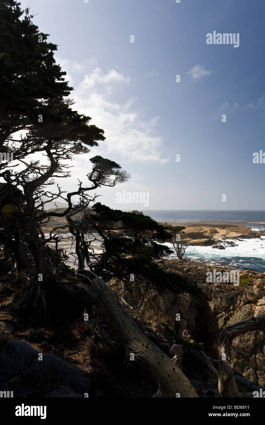 Spectaculaire littoral de surf, l'eau bleu-vert et d'immenses forêts de varech près de Point Lobos, Californie Banque D'Images