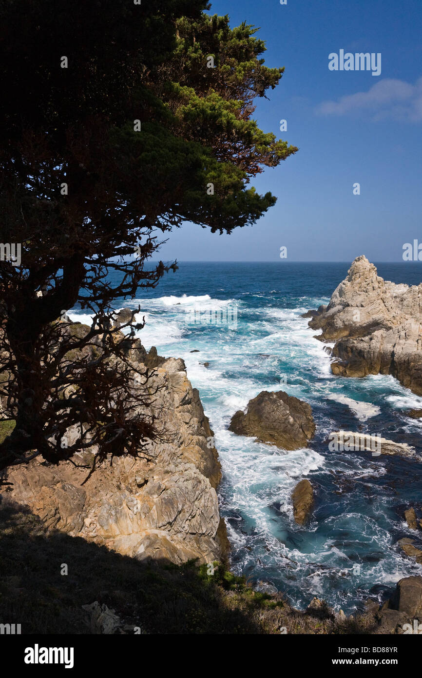 Spectaculaire littoral de surf, l'eau bleu-vert et d'immenses forêts de varech près de Point Lobos, Californie Banque D'Images