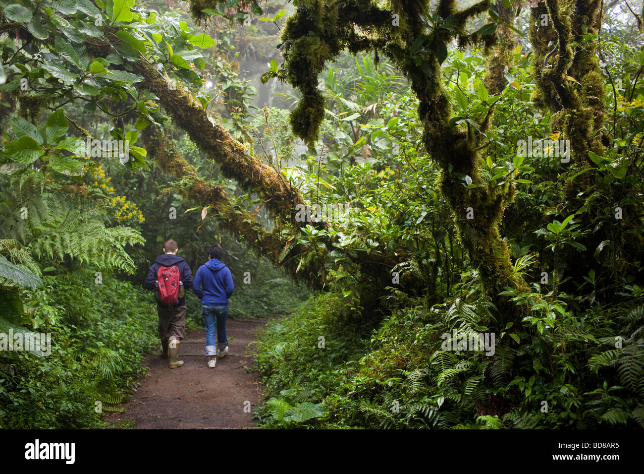 Jeune couple en train de marcher le long d'un sentier dans la réserve de la Forêt Nuageuse de Monteverde au Costa Rica. Banque D'Images