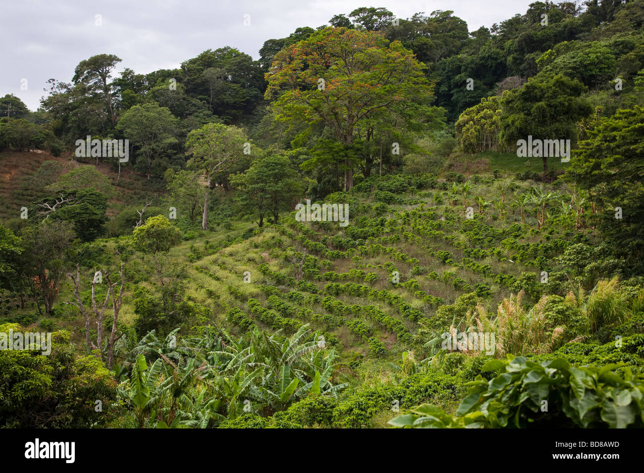 Plantation de café dans la Cloudforest Monteverde, Costa Rica central. Banque D'Images