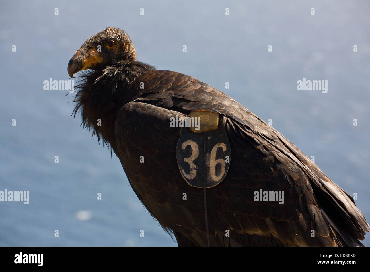 Close-up of a Tagged condor sur la côte de Californie Banque D'Images