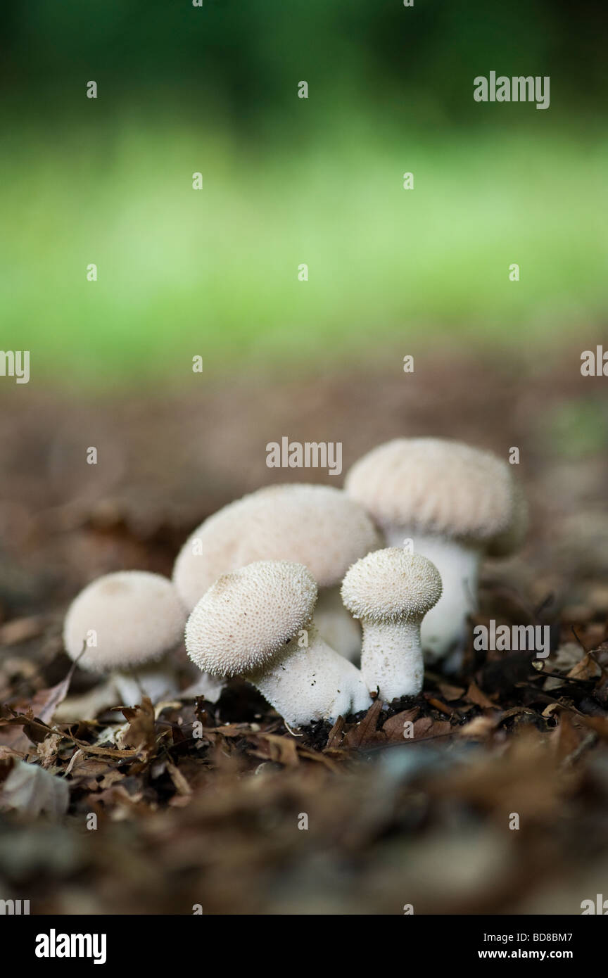 Lycerpodon Perlatum. Champignons Puffball dans un bois. L'Oxfordshire. UK Banque D'Images