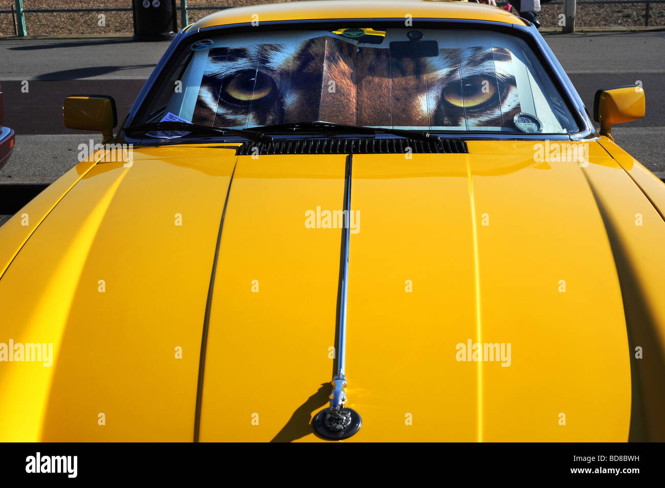 Pare-soleil d'une voiture faite pour ressembler à un tigre yeux dans jag  stationnée sur le front de mer de Brighton Photo Stock - Alamy