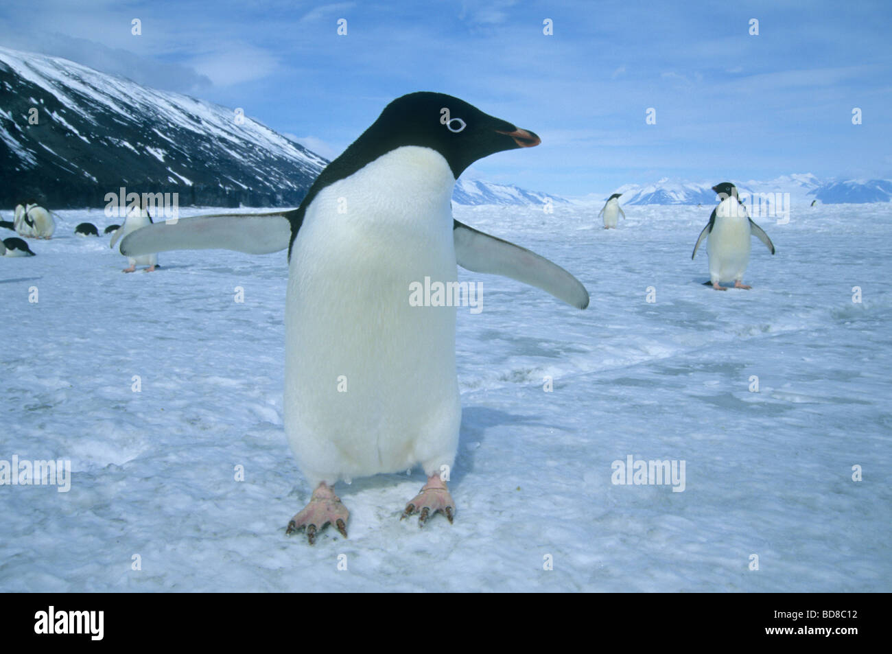 Les manchots Adélie (Pygoscelis adeliae) curieux, mer de Ross, Antarctique Banque D'Images