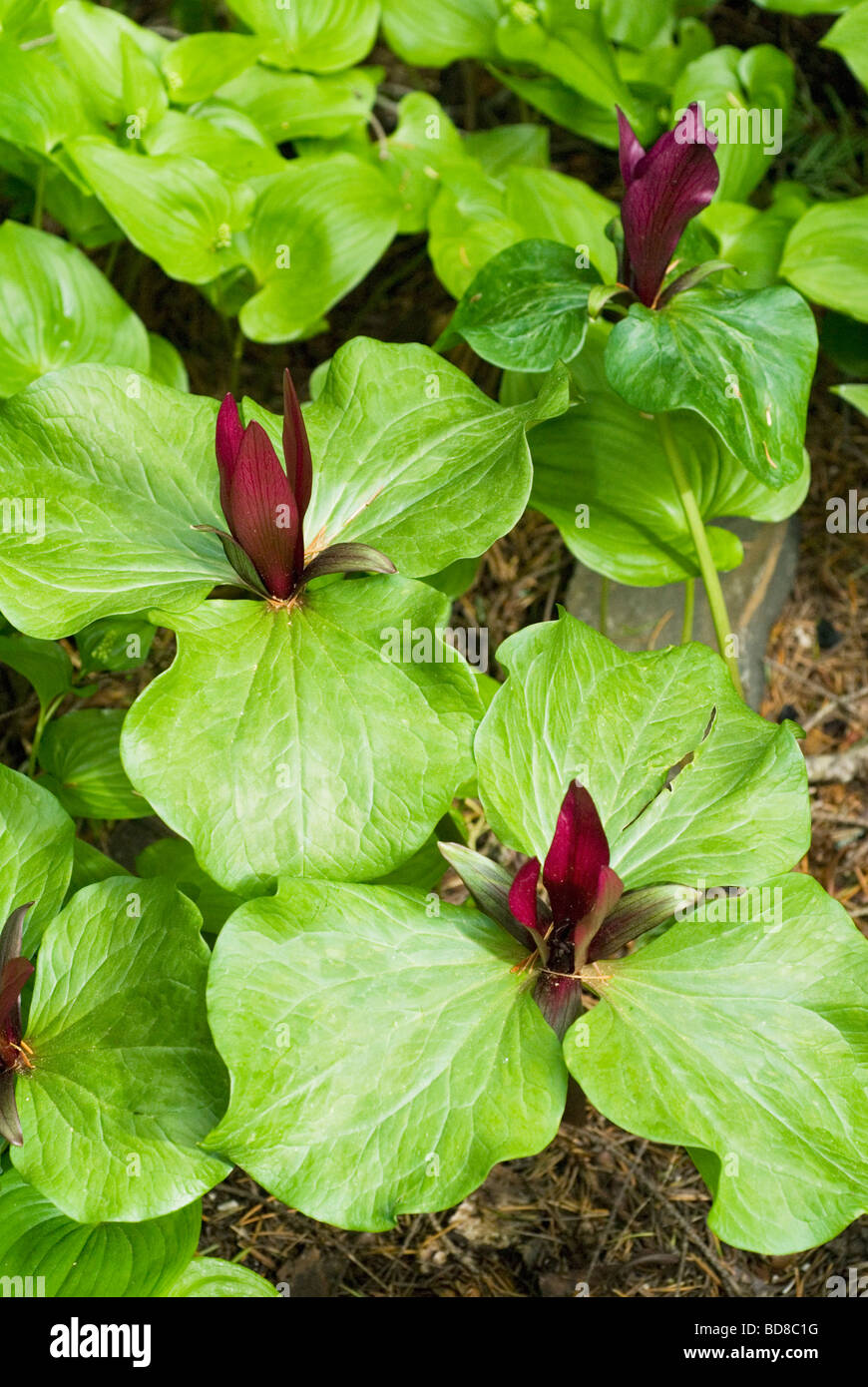 Trillium kurabayashii (Trillium) Jardin, Sud de l'Oregon Banque D'Images