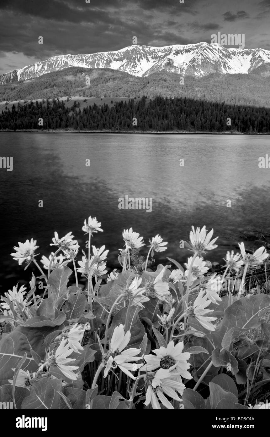 Wallow Lac et montagnes de l'Oregon avec Balsomroot Banque D'Images