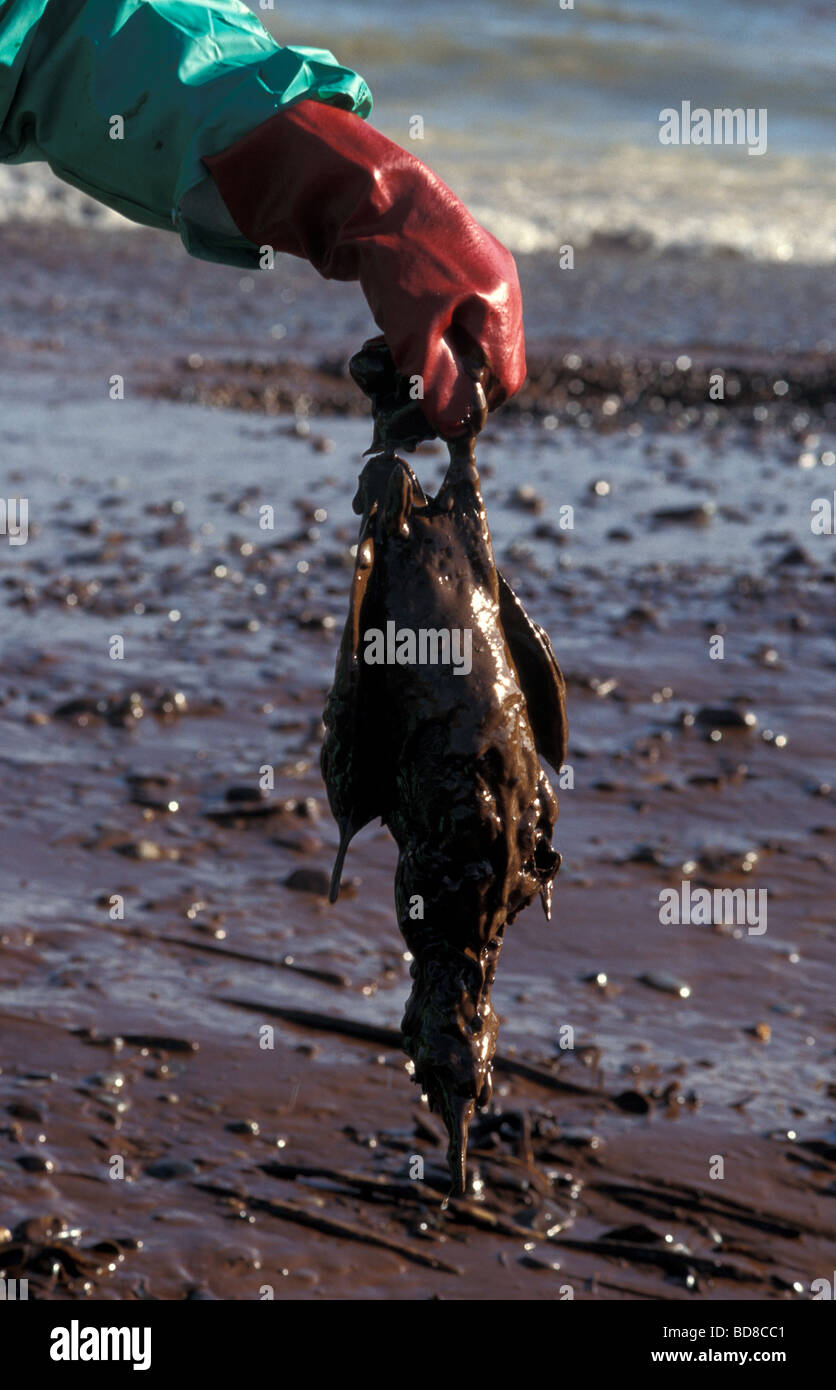 L'huile couvrit morts canard colvert à Portishead après une légère Somerset marée noire dans le canal de bristol vers 1990 Banque D'Images
