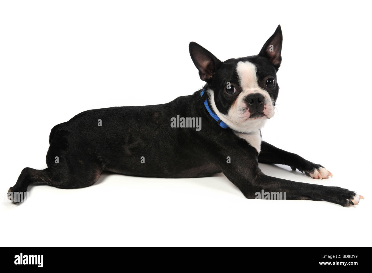 Boston Terrier fixant sur un fond blanc Banque D'Images