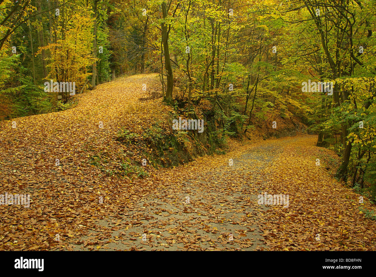 Weg im Herbstwald piste en forêt d'automne 02 Banque D'Images