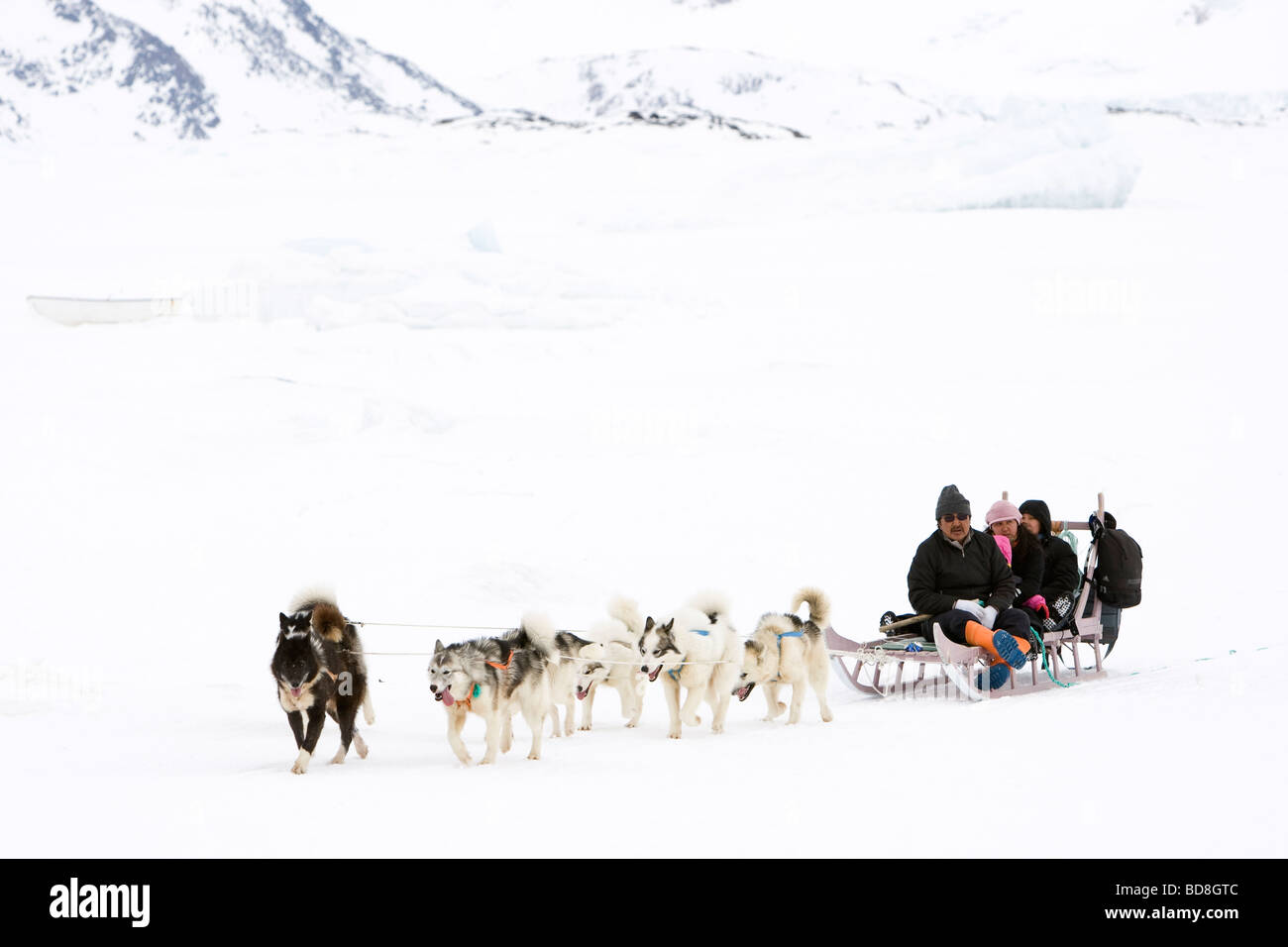 Greenlands sledgedogs dans le village de Kulusuk Groenland Banque D'Images