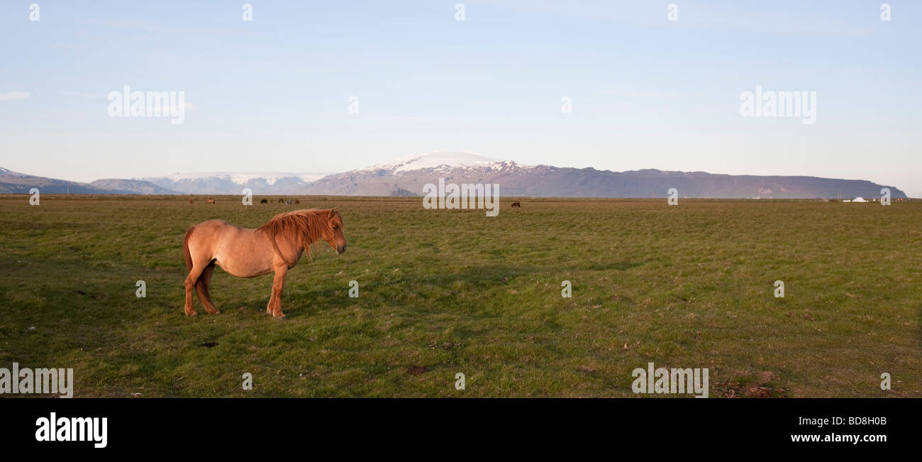 Cheval au coucher du soleil avec glacier Eyjafjallajokull en retour Banque D'Images