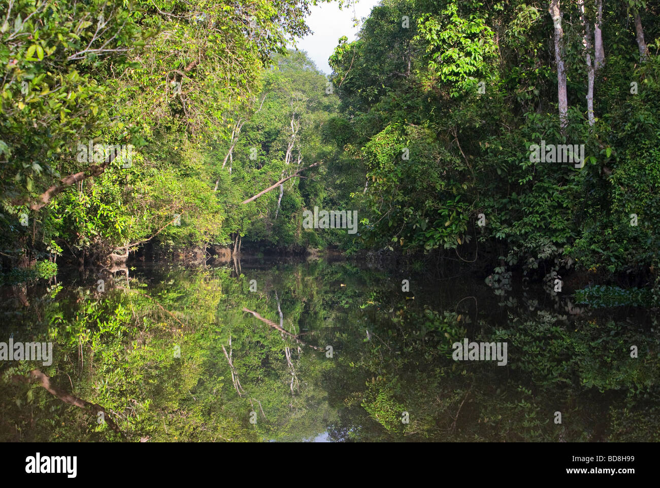 Un canal de la rivière Kinabatangan River menant à un lac d'Oxbow Bornéo Malaisie Banque D'Images