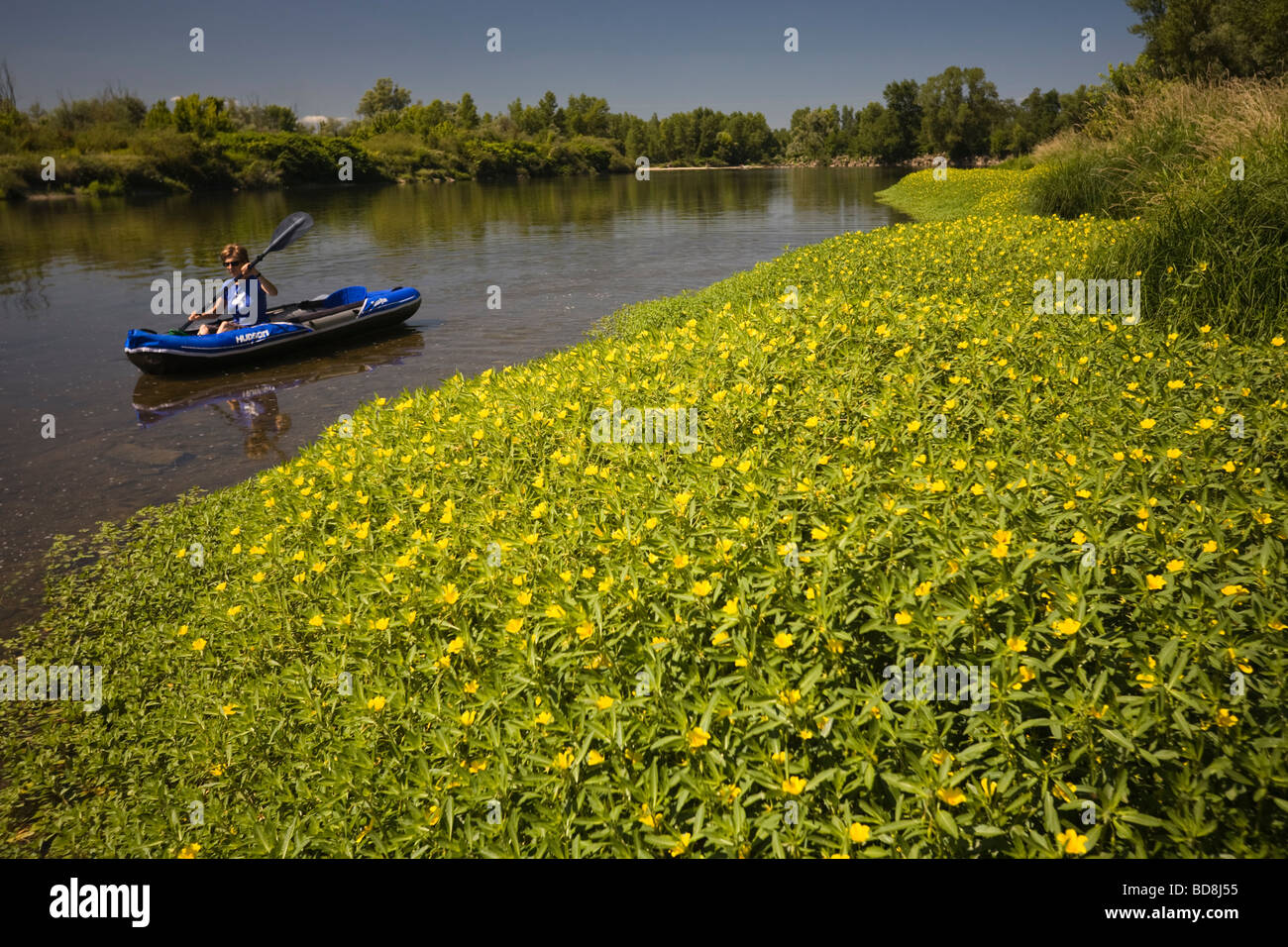 Grande fleur-Primrose (Ludwigia grandiflora) le long de la rivière Allier. Jussies à grandes fleurs en bordure d''Allier. Banque D'Images