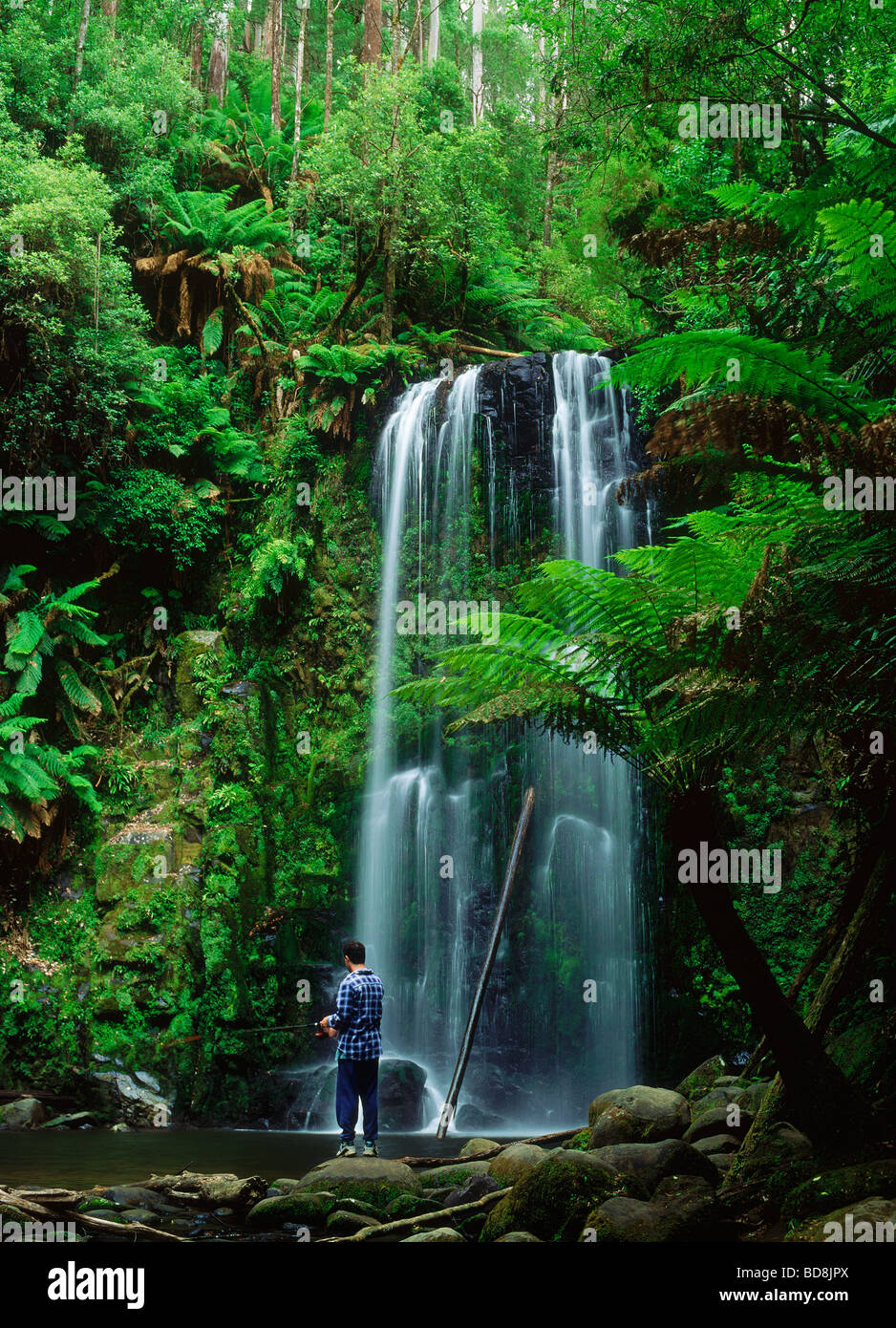 La pêche à l'homme tombe au milieu des fougères arborescentes Beauchamp dans le Parc National d'Otway à Victoria, Australie Banque D'Images