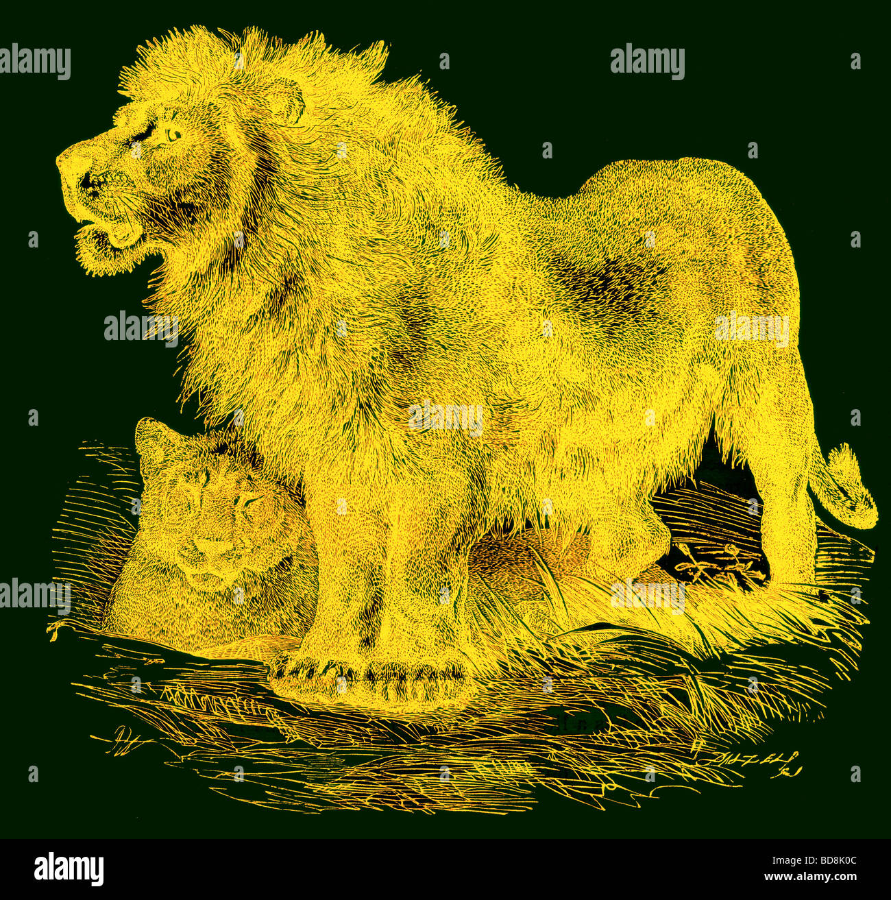 Le Lion de gravure J G Bois s'illustre histoire naturelle c 1850 Banque D'Images