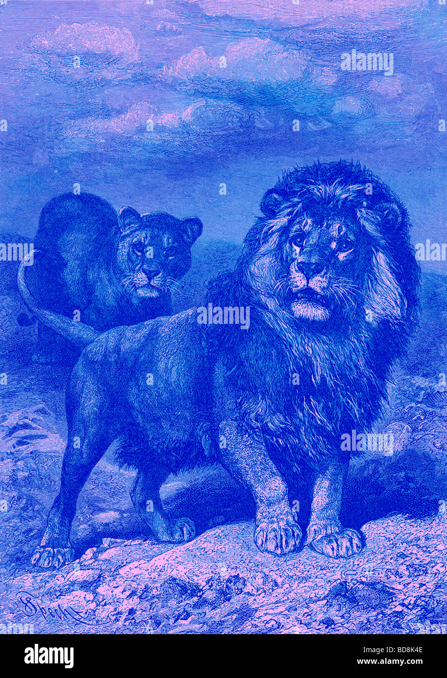 Lion et lionne Le Royal Natural History ed Richard Lydekker Frederick Warne 1896 Banque D'Images