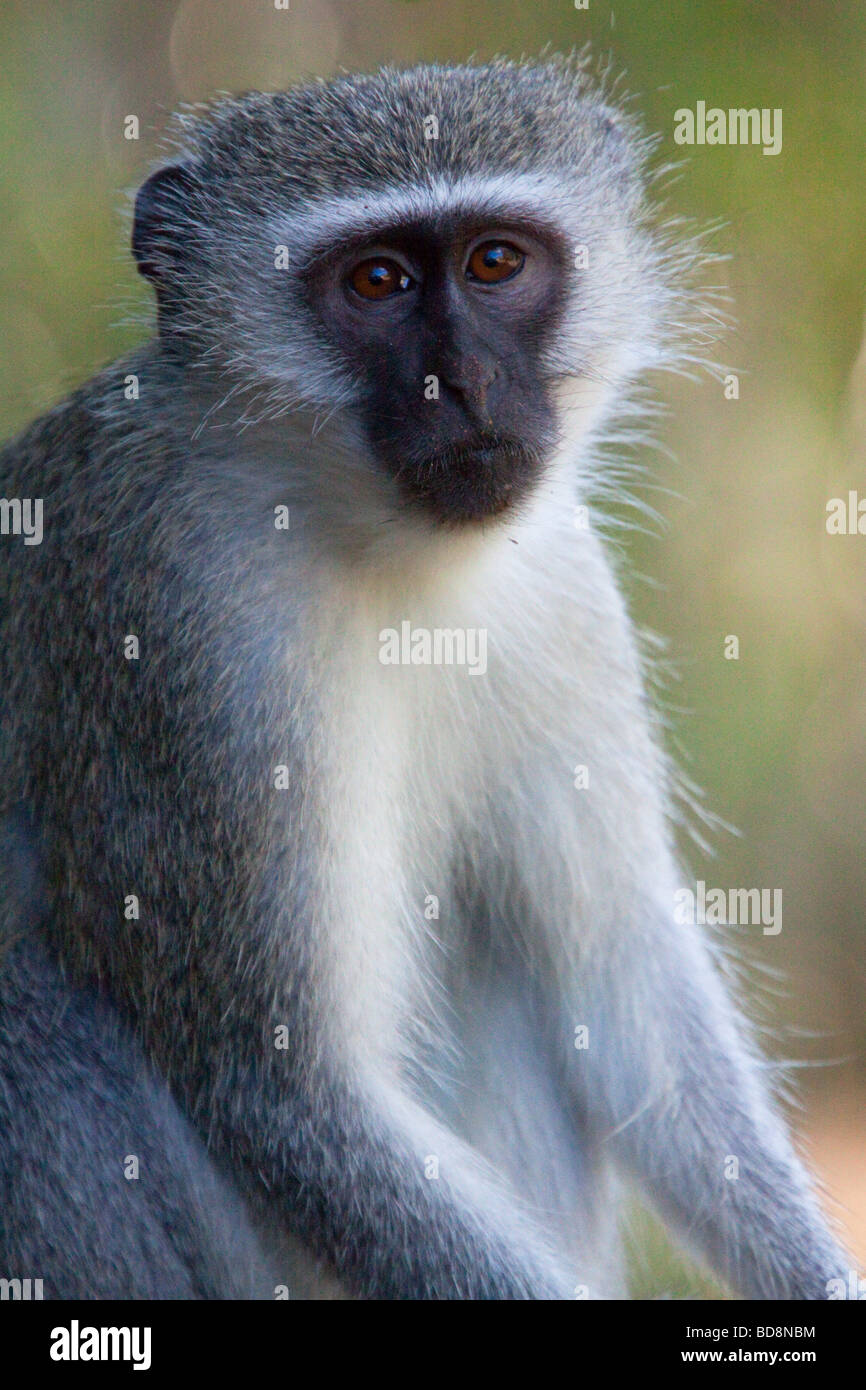 Un singe (Chlorocebus Pygerythrus). Potrait. Ndumo Game Reserve, Kwazulu-Natal, Afrique du Sud. Banque D'Images