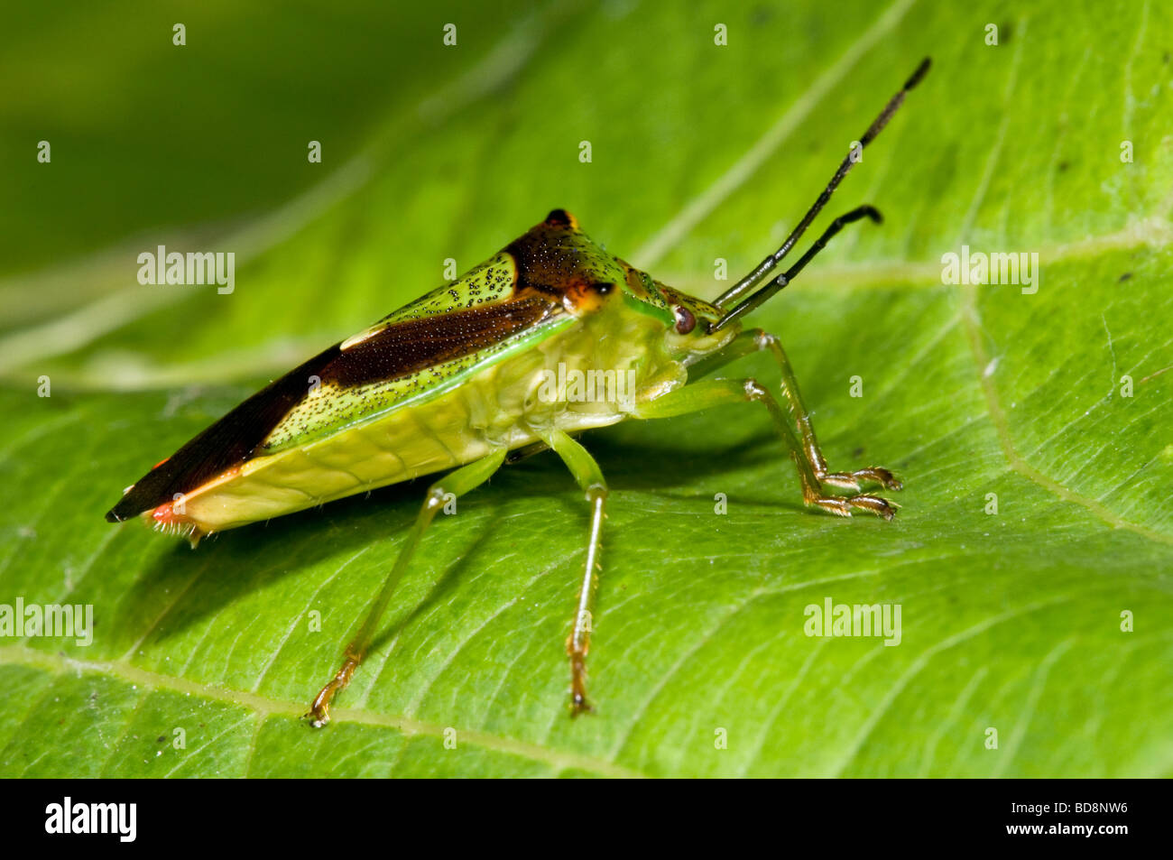 Hawthorn Shield Bug Banque D'Images