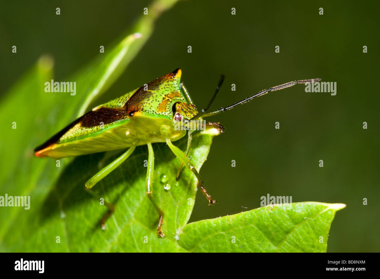 Hawthorn Shield Bug Banque D'Images