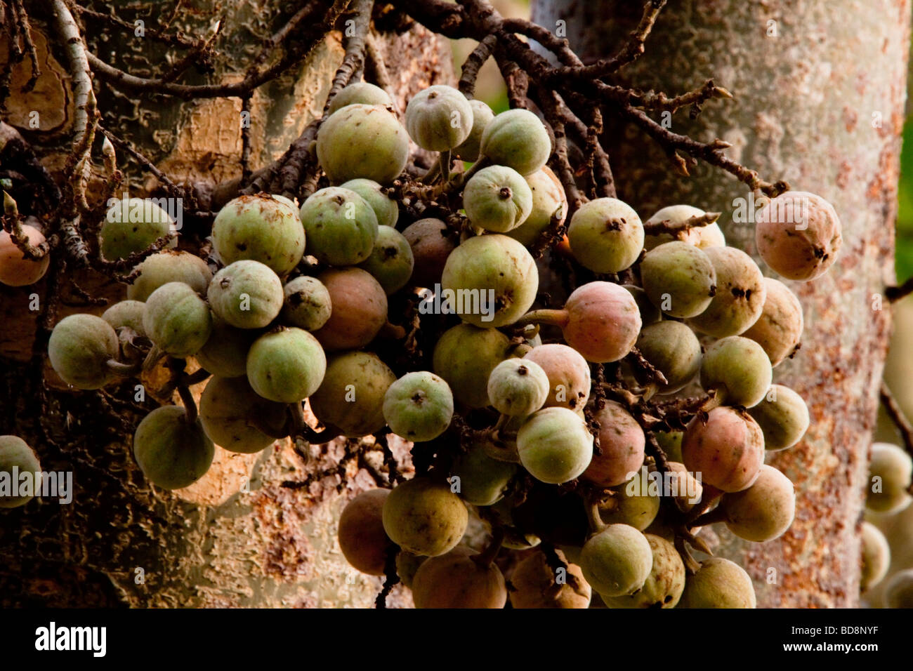 Sycamore Fig Tree Ficus Sycomorus (figues). Ndumo Game Reserve, Kwazulu-Natal, Afrique du Sud. Banque D'Images