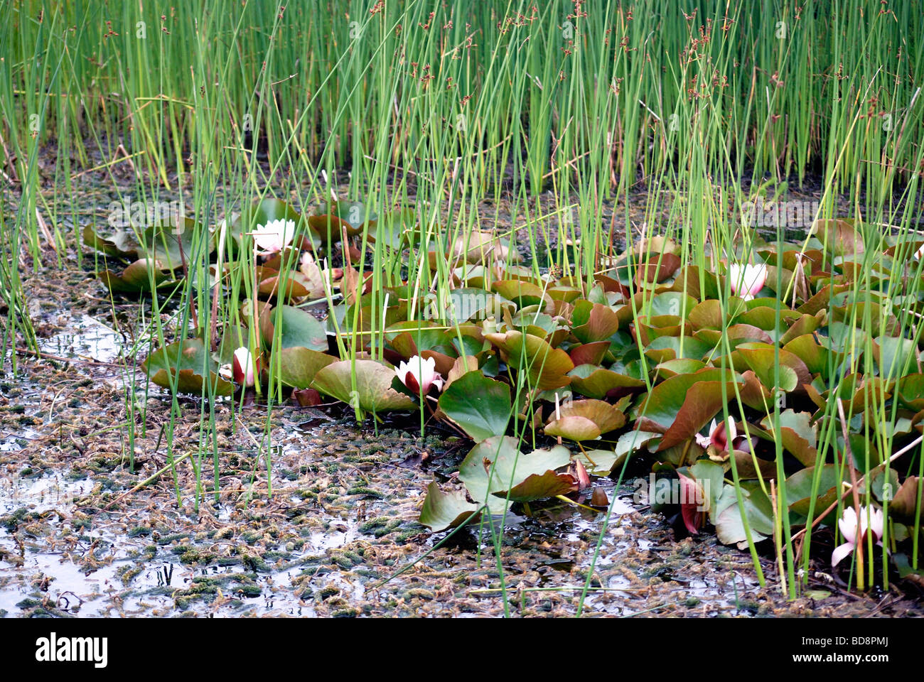 De plus en plus parmi les nénuphars les plantes adventices dans un étang de rosée sur les South Downs Banque D'Images