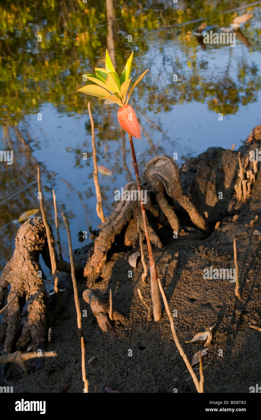 Marais de mangroves à Umlalazi . Umlalazi Nature Reserve, Kwazulu-Natal, Afrique du Sud. Banque D'Images