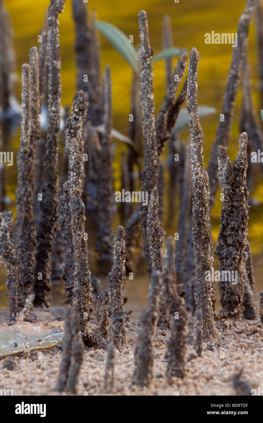 Les pousses de mangrove. Umlalazi Nature Reserve, Kwazulu-Natal, Afrique du Sud. Banque D'Images