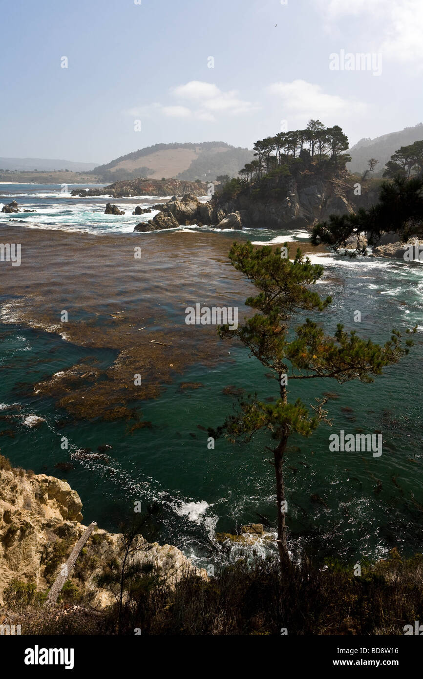 Spectaculaire littoral de surf, l'eau bleu-vert et d'immenses forêts de varech près de Point Lobos, Californie Banque D'Images