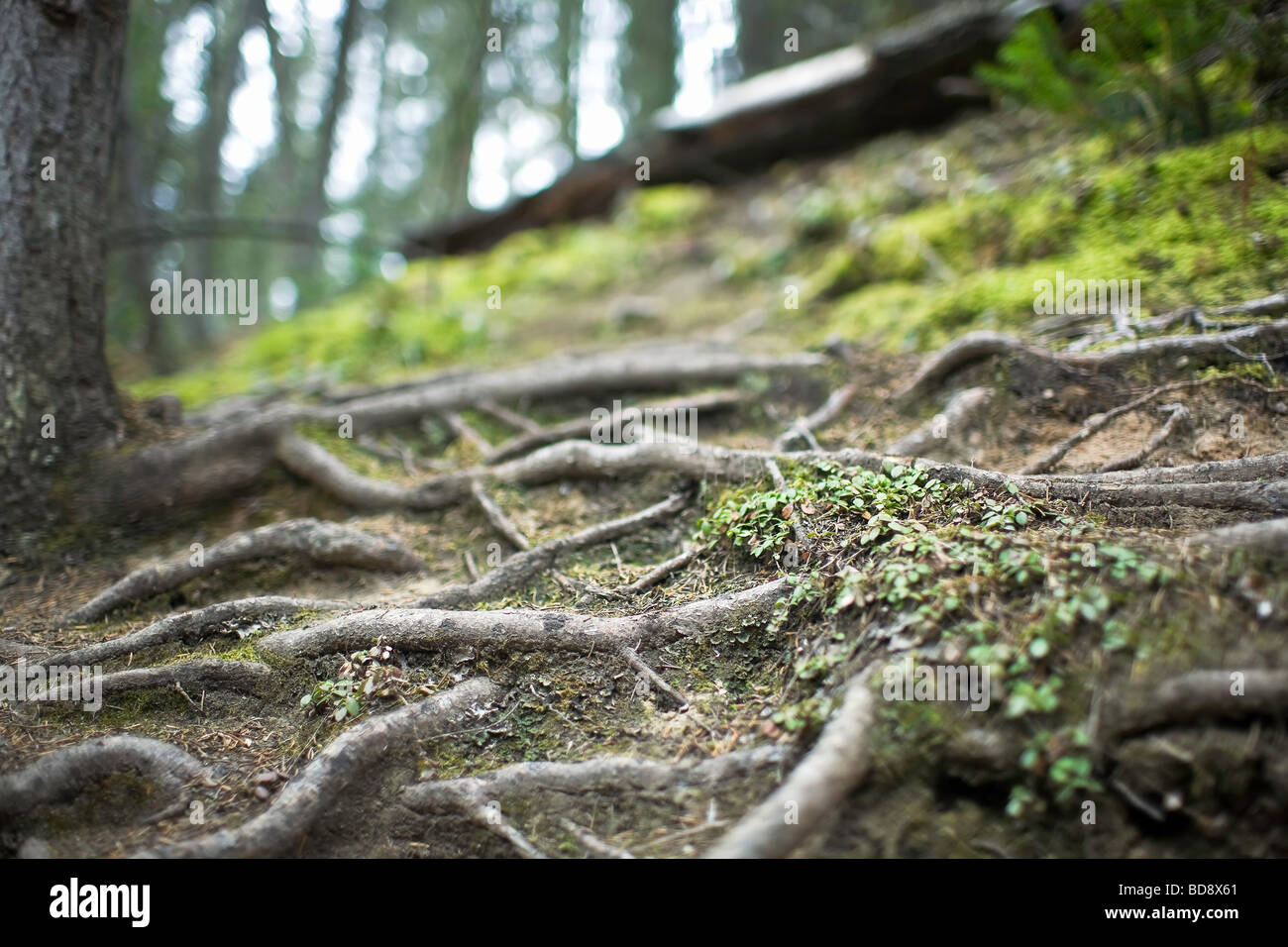 Exposés des racines d'arbres sur une colline boisée. Le parc national Banff, Alberta, Canada. Banque D'Images